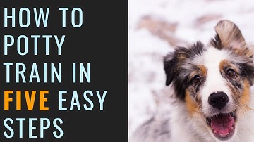 Australian Shepherd Potty Training with Nash (5 Steps to Potty Train Your New Puppy)