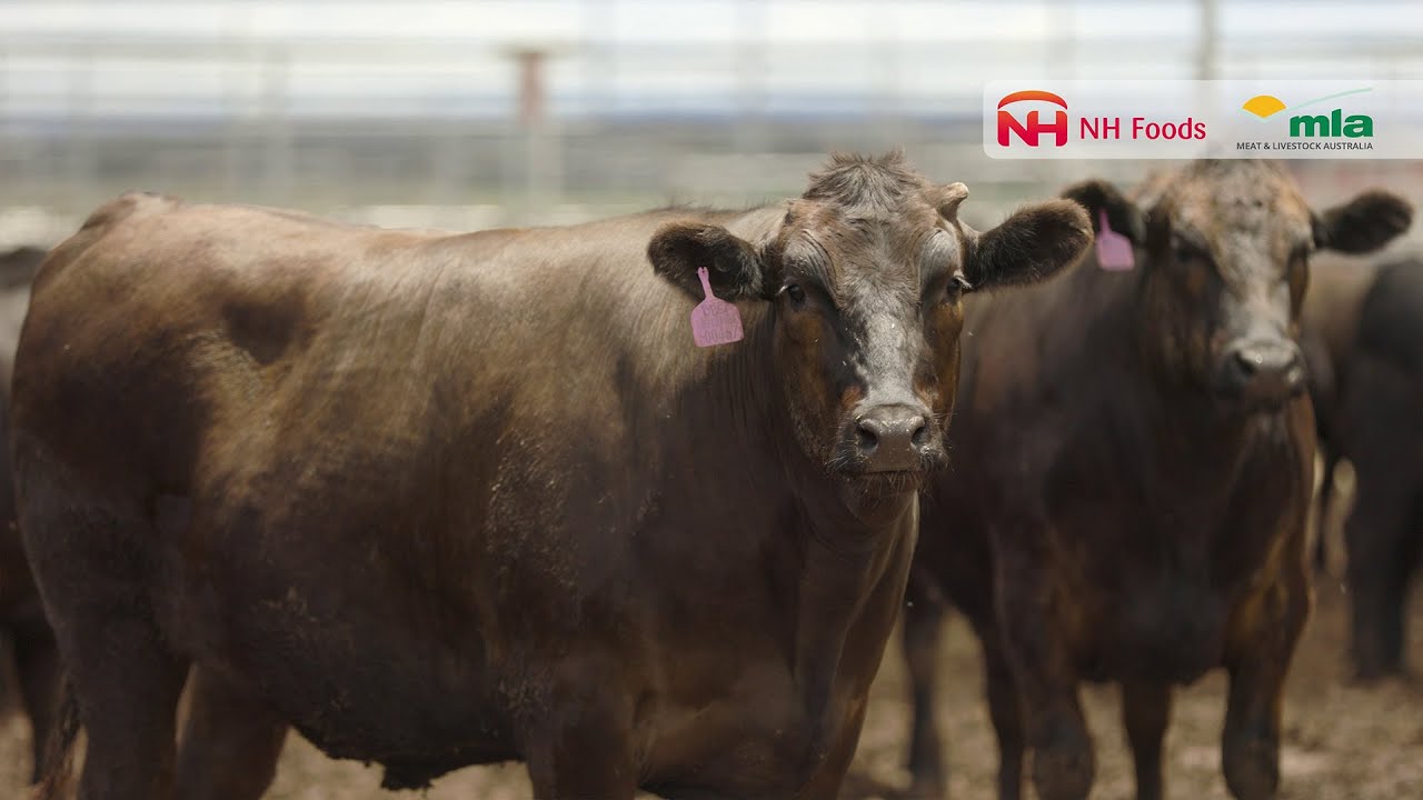 NH Foods Australia - Bovine Respiratory Disease (Part 1)