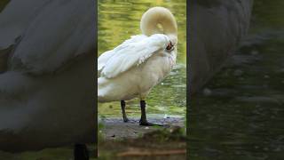 🦢 Cute moments of a swan washing 🦢😍 #animals #animalshorts #swan #naturelover