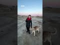 WATCH: Arctic sledge dog steals $700 camera and uses it as a chew toy - BBC URDU