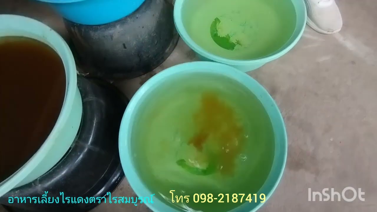 วิธีขยายไรแดงน้ำใสง่ายๆ#ไรแดงน้ำใส