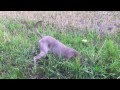 Projekt Maulwurf von Hund Maya Weimaraner