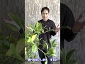 知らないと花芽つきません！#レモン #れもん #ガーデニング #園芸 #柑橘