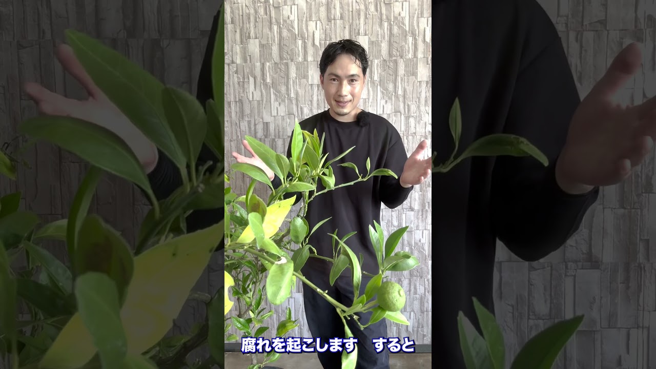知らないと花芽つきません！#レモン #れもん #ガーデニング #園芸 #柑橘