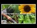 How to Maintain a Healthy Garden Year-Round