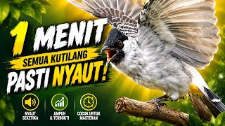 Suara Burung Kutilang Gacor Garuda Paling Ampuh Untuk Masteran Dan Pikat