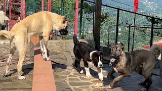 Alabai̇ Boss Rascolnden Oyuncaği Kapmanin Peşi̇nde