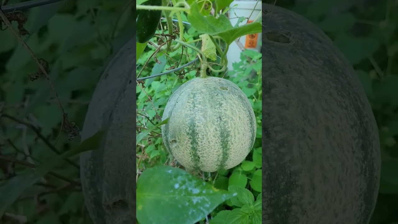 How Do You Know When To Harvest Your Cantaloupe? Very Easy Way To Tell... || DHBG
