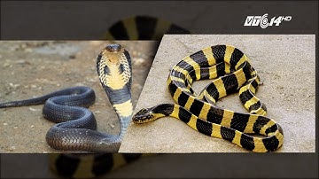 (VTC14)_THÁNG 7 VÀO MÙA RẮN ĐỘC CẮN NGƯỜI