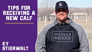 Tips for Receiving a New Show Calf