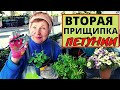 ПЕТУНИЯ вторая прищипка и последующие обрезки. Зачем так кромсать петунию?