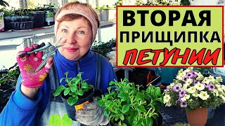 ПЕТУНИЯ вторая прищипка и последующие обрезки. Зачем так кромсать петунию?