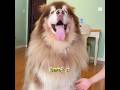 Have You Ever Seen a Dog Working as a Car Model?#pet #funny #shuorts