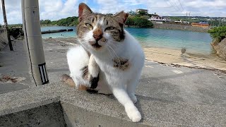 防波堤に座っていた野良猫がこっちを見ていたのでナデナデしてきた