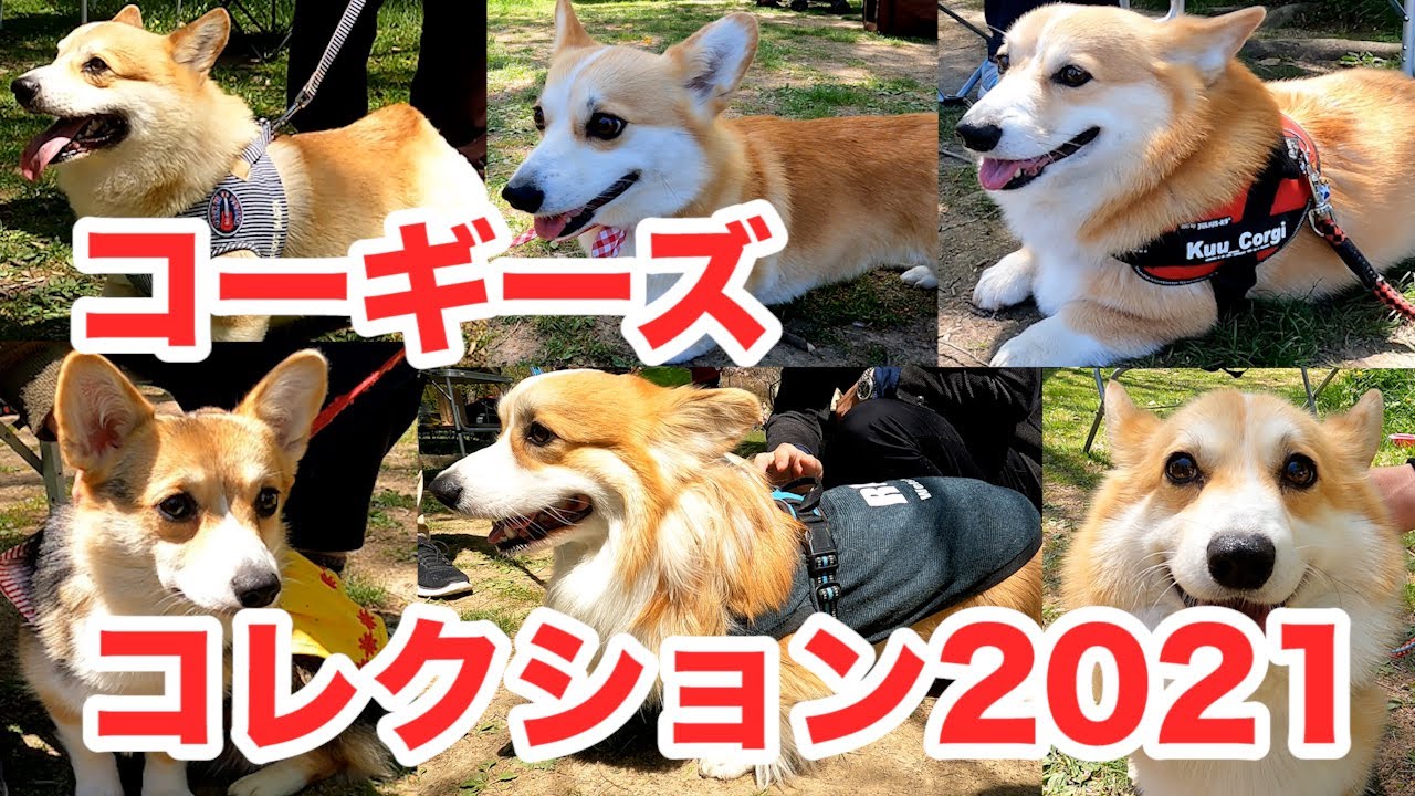 コーギーズコレクション21 とっても可愛いコーギー仲間をご紹介します Introducing Very Cute Corgi Friends Youtube コーギーズコレクション21 とっても可愛いコーギー仲間をご紹介します Introducing Very Cute Corgi Friends Youtube