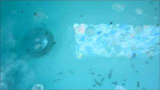 LUSH "BIG BLUE" BATH BOMB DEMO!!!! HD