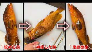 【一目瞭然】魚を締めた《鬼絞め》後、生きてる時の色に戻す技。色が戻った魚は無茶苦茶旨い。