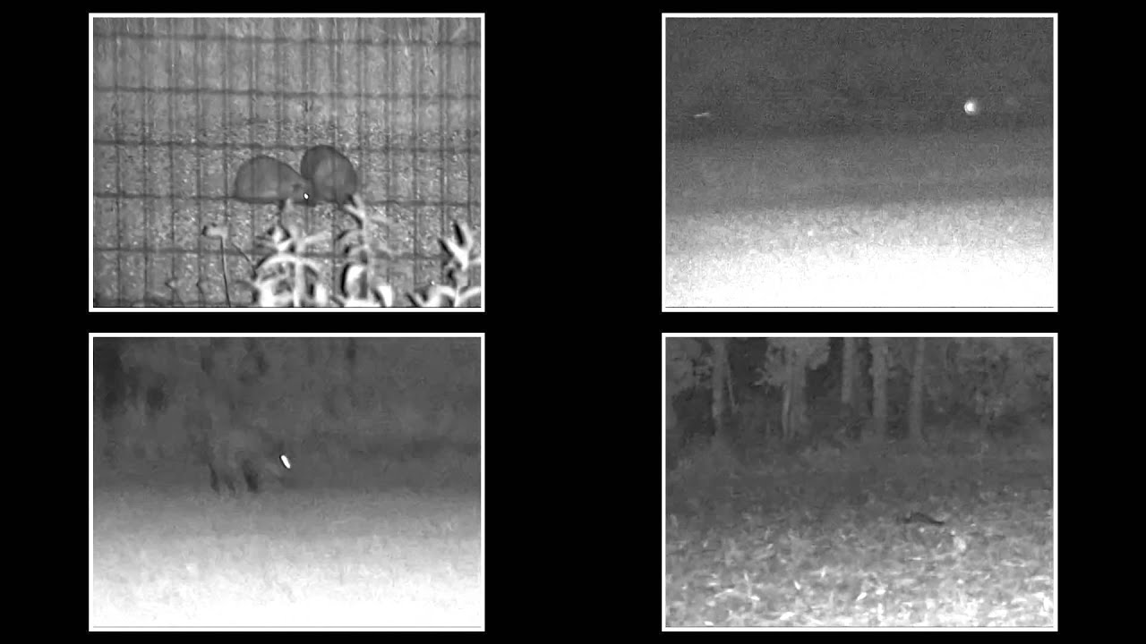 Test bushnell Equinox Z 6x50