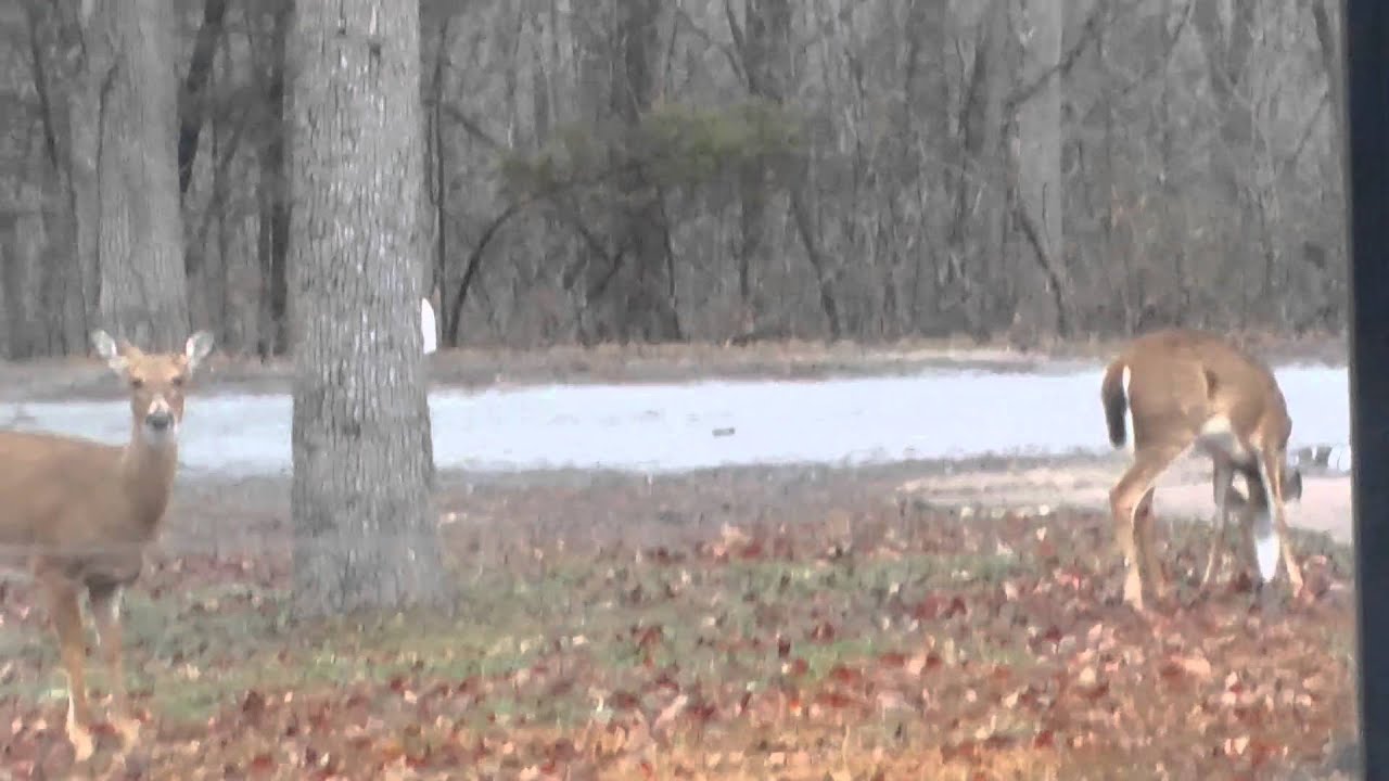 Deer in yard 1816 YouTube