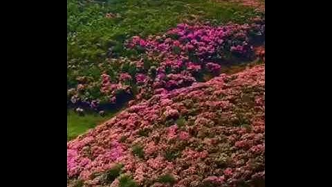 القرآن الكريم هو ربيع القلوب و نور الصدور و جلاء الهموم.