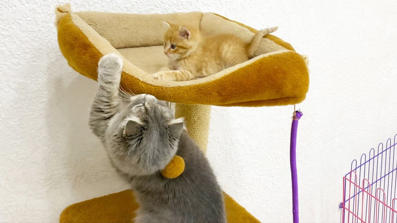 A little ginger kitten hid high from a cat
