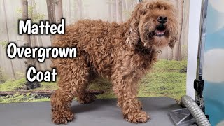 Pre-Bath Steps for a Matted Mini Doodle Grooming