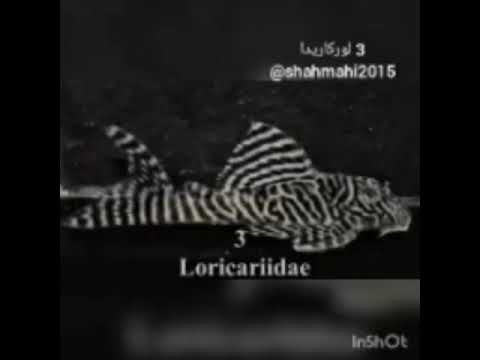 انواع نژاد های کت فیش لجن خوار یا گربه ماهی