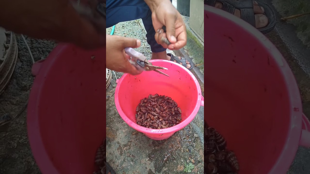 Siang siput sedut 