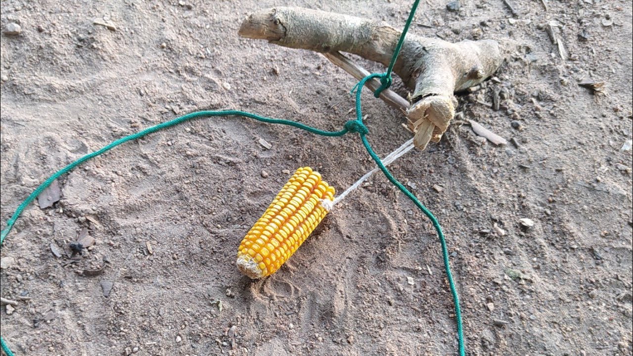 Armadilha de laco para pegar Pacas e Cutias - Sobrevivência na selva