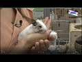 【ペットずかん】デグー編 2020/9/10 放送 #5