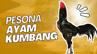 AYAM LAR KUMBANG ‼️ THE MOST SOUGHT AFTER COLOR IN THE HOBBY CHICKEN WORLD‼️
