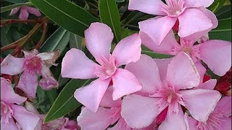 Botanica Plantas Apocinaceas Youtube