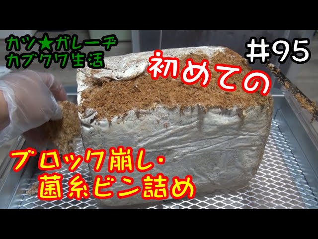 カブトムシ・クワガタ】初めての菌糸ブロック崩しと菌糸ビン詰め