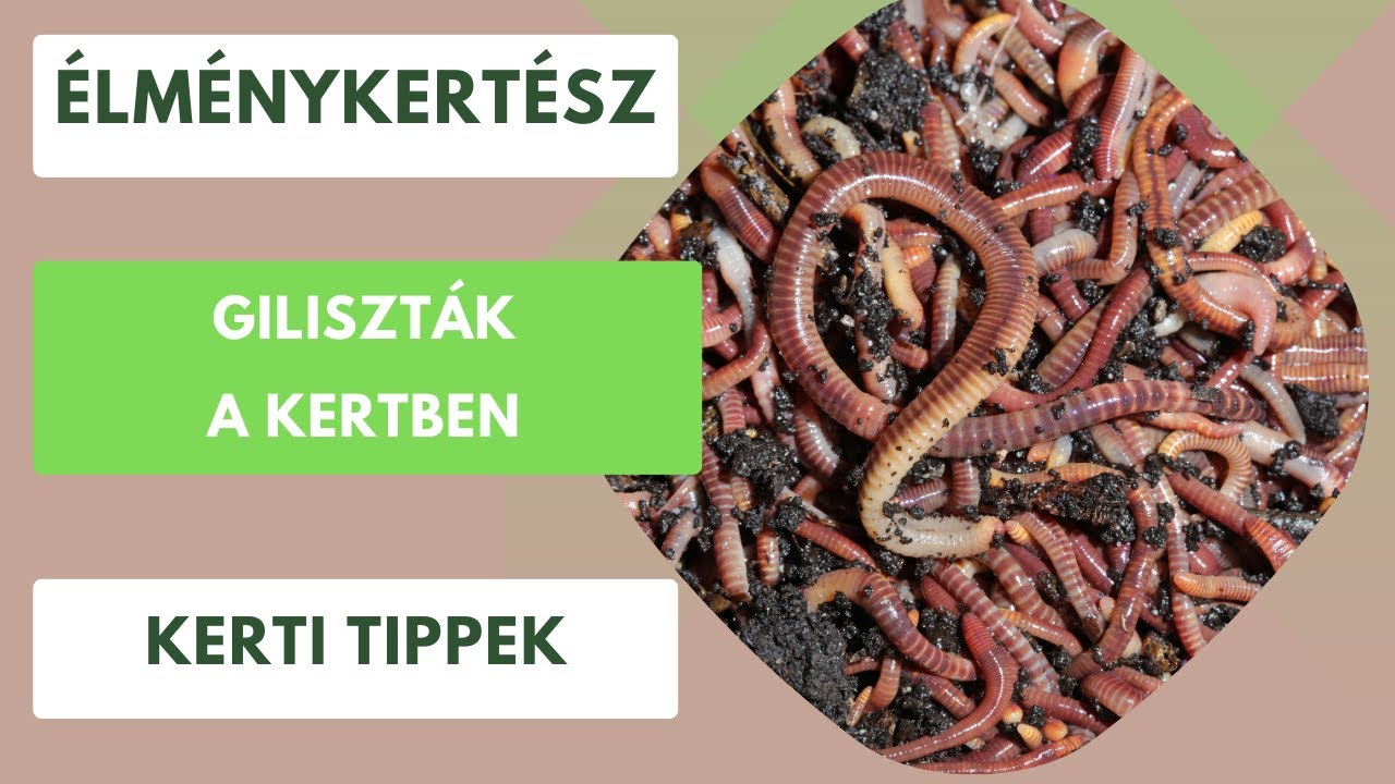 Giliszták a kertben🪱