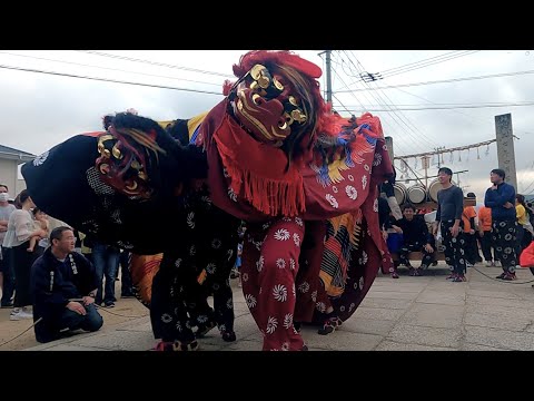 古作大獅子【2025/10/12夕方】誉田八幡宮秋季大祭 香川県東かがわ市引田 転げ獅子
