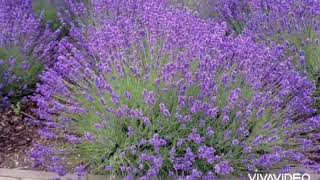 Lavanda 🍃