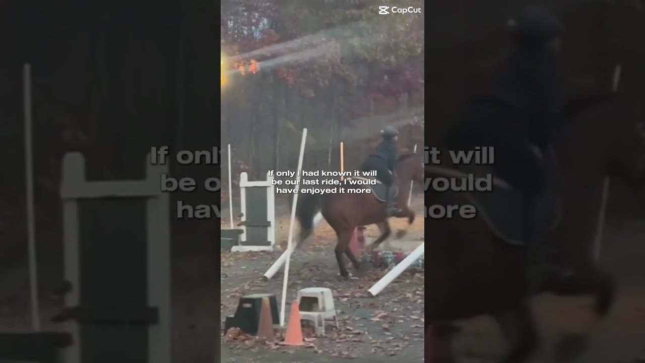 She Didn T Die Just Cant Jump Anymore Horseenthusiast Equestrian 