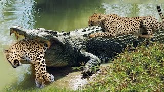 Crocodile Attack Leopard|Jaguar Attack Crocodile| Can Jaguar Kill A Caiman ? @AnimalLoverRanu