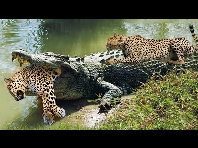 Crocodile Attack Leopard|Jaguar Attack Crocodile| Can Jaguar Kill A Caiman ? @AnimalLoverRanu class=