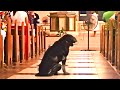 Dog Won&#39;t Leave Church, Pastor Checks Camera WATCH WHAT HAPPEND