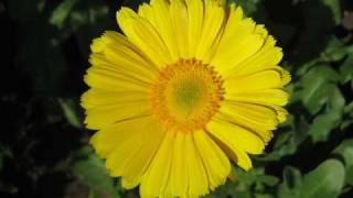 Mlop Daum Srolaov Shade Of The Srolaov Tree