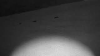 Pulsar Forward F455 Halo problem