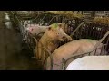 Intelligent Technology Modern Farming Cowshed - Automatic Cow Cleaning, Washing, Milking, Pig Farm