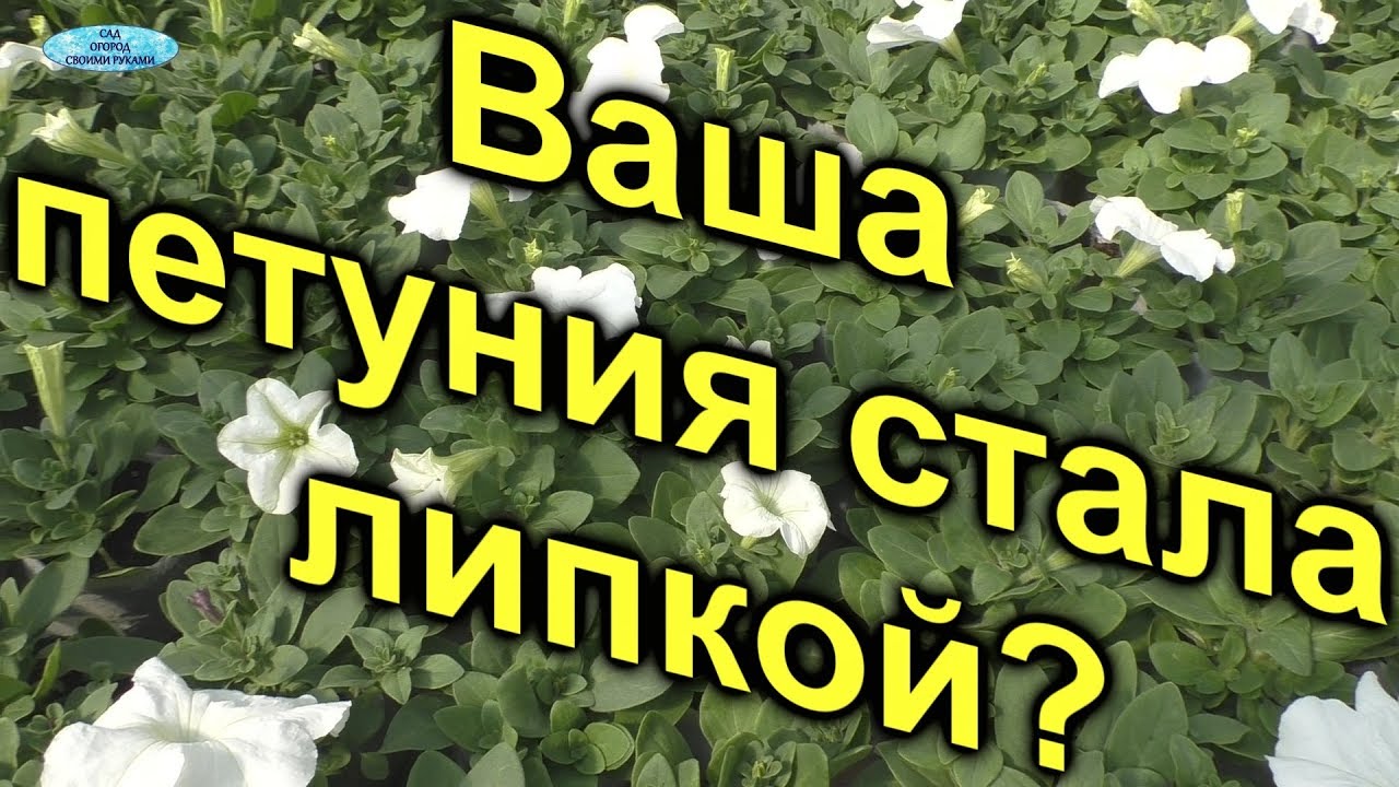 Почему петуния бывает липкой? Три причины.