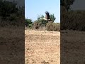 لحظة طيران طائر اللقلق Stork Flight Moment 