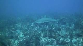 Reef Sharks