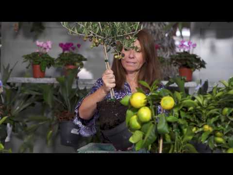 Como Plantar uma Oliveira em Vaso