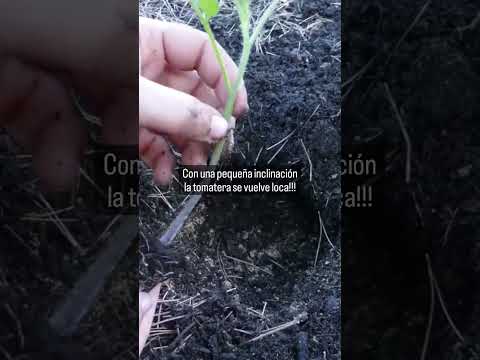 Video: Tomates de bajo crecimiento para campo abierto. Tomates de bajo crecimiento que no requieren pellizcos. Cosechar tomates atrofiados