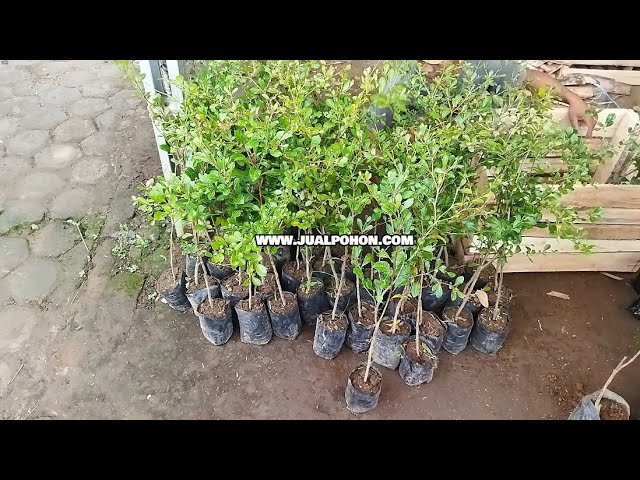 Jual Bibit Ketapang Kencana, Cocok untuk Halaman Rumah dan Perkotaan! (Proses Packing)