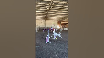 Service dog CANNOT focus on agility course because something is wrong!